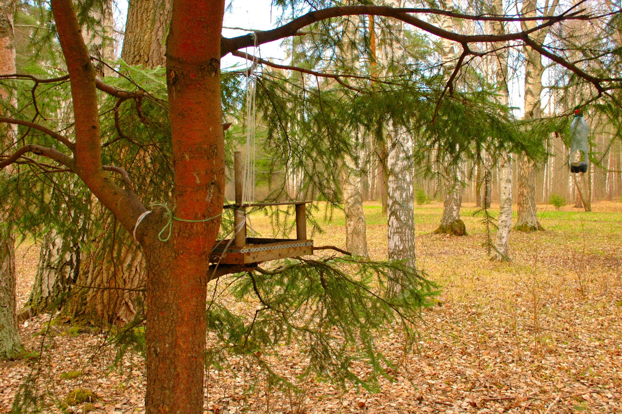 Nikon D70s sample photo. Pavlovsk 2016 photography