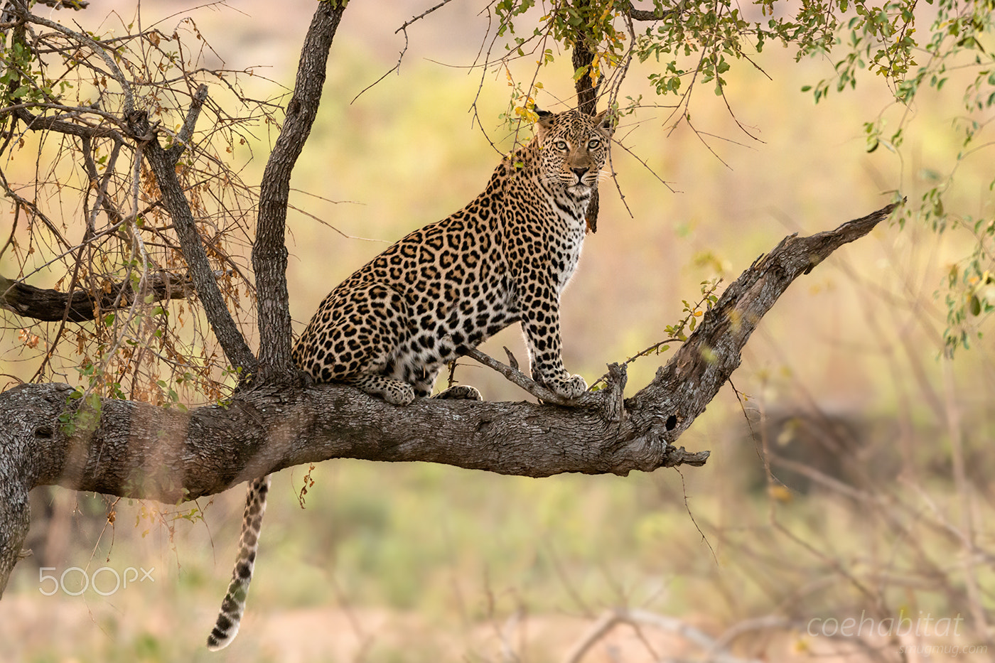Nikon AF-S Nikkor 200-400mm F4G ED-IF VR sample photo. 'theres always a branch!' photography