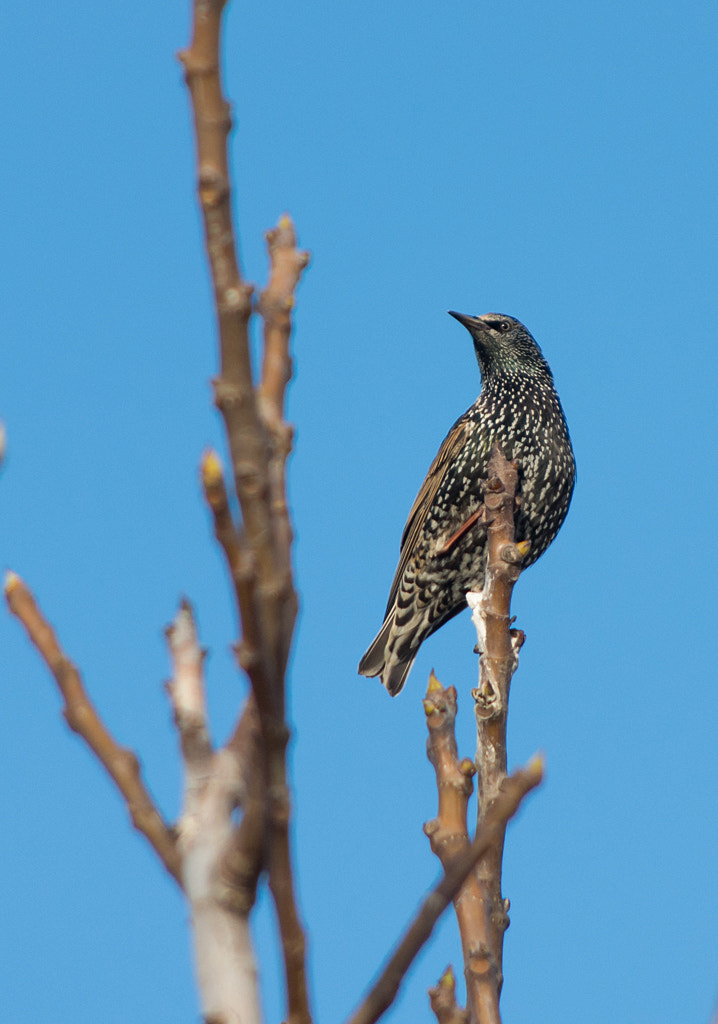 Pentax smc DA 55-300mm F4.0-5.8 ED sample photo. Un étourneau qui fait le beau photography