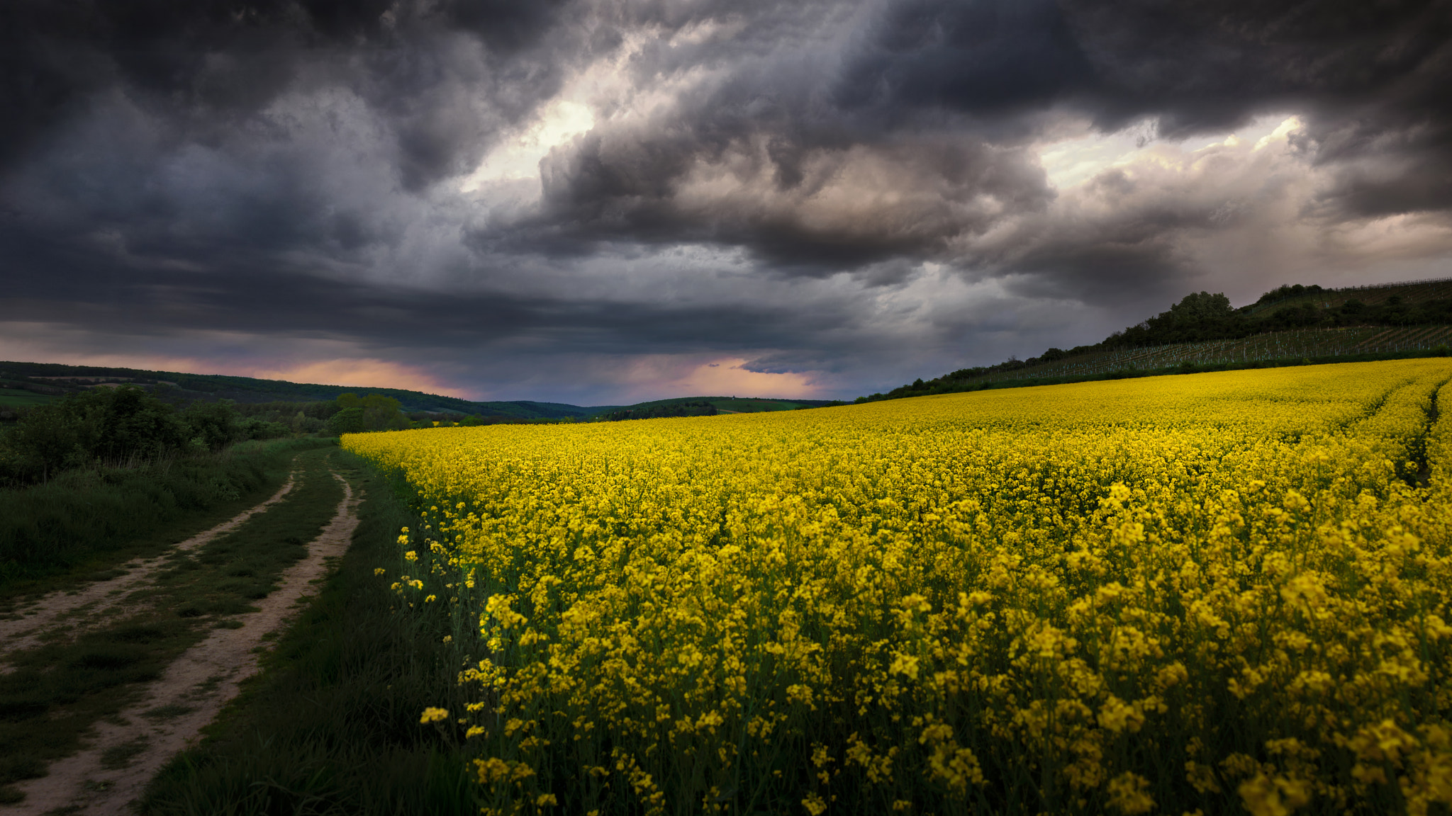 Nikon D7100 + AF Zoom-Nikkor 24-120mm f/3.5-5.6D IF sample photo. Canola clouds photography