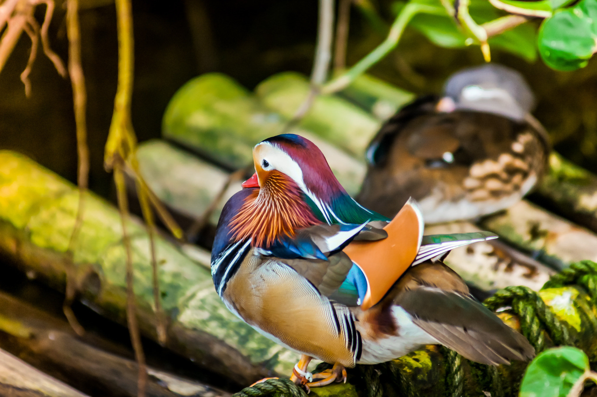 Sony Alpha DSLR-A580 + Minolta AF 80-200mm F2.8 HS-APO G sample photo. Mandarin duck photography