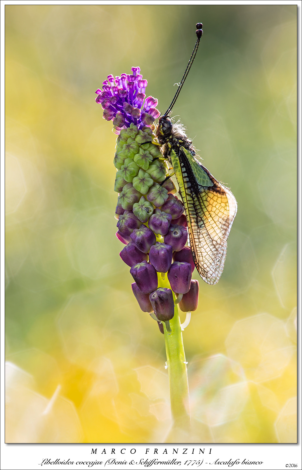 Canon EF 180mm F3.5L Macro USM sample photo. Kissed by the sun...... photography