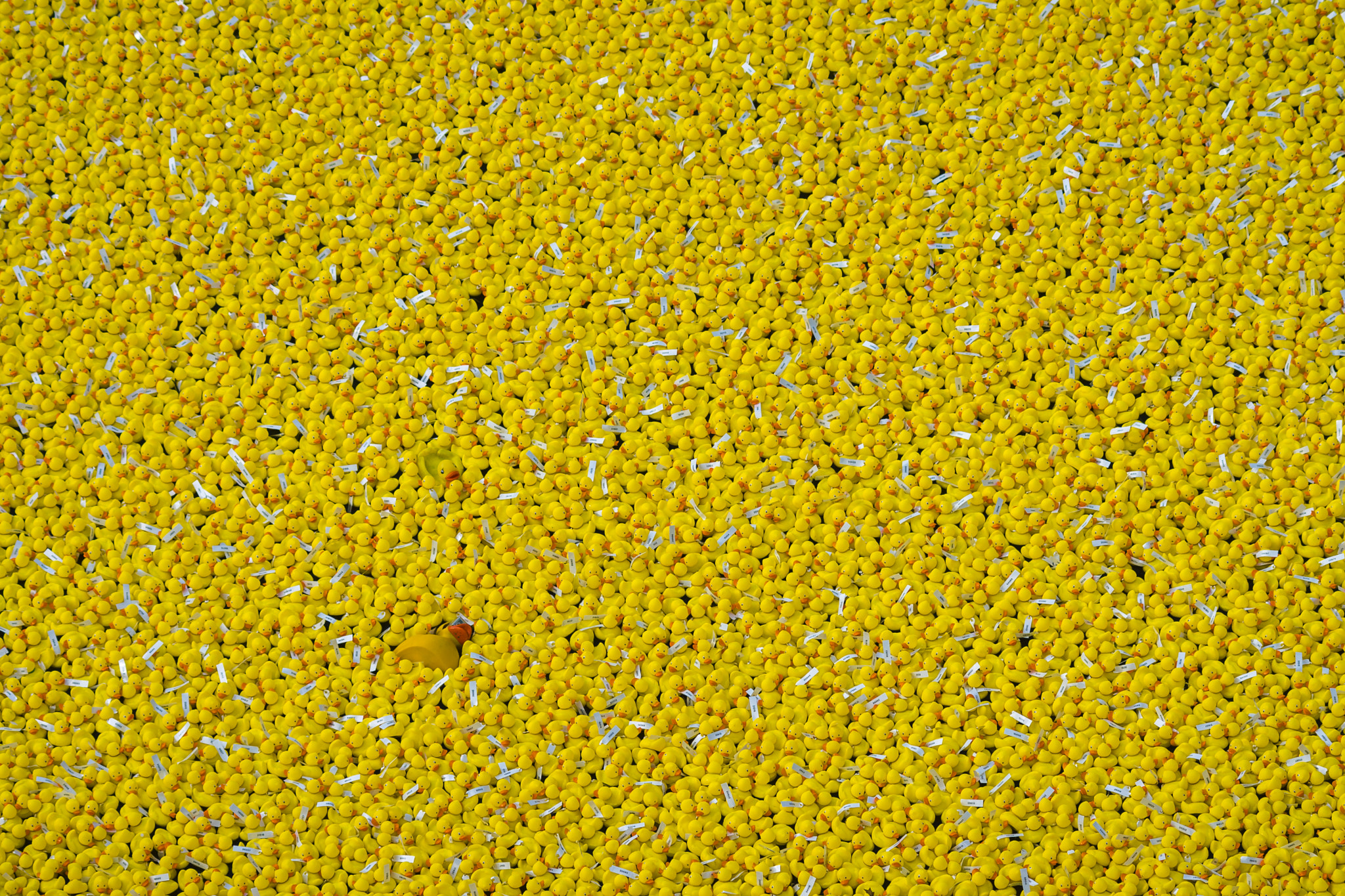 Sony SLT-A77 + Minolta AF 70-210mm F4 Macro sample photo. Amarillo photography