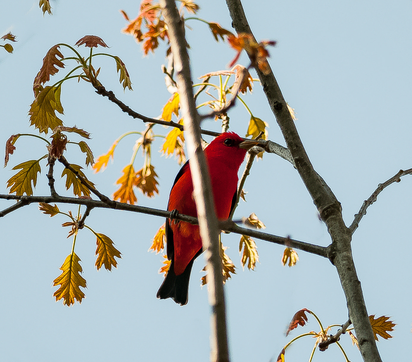 Nikon D300S + Nikon AF-S Nikkor 300mm F4D ED-IF sample photo. Scarlet tanger photography