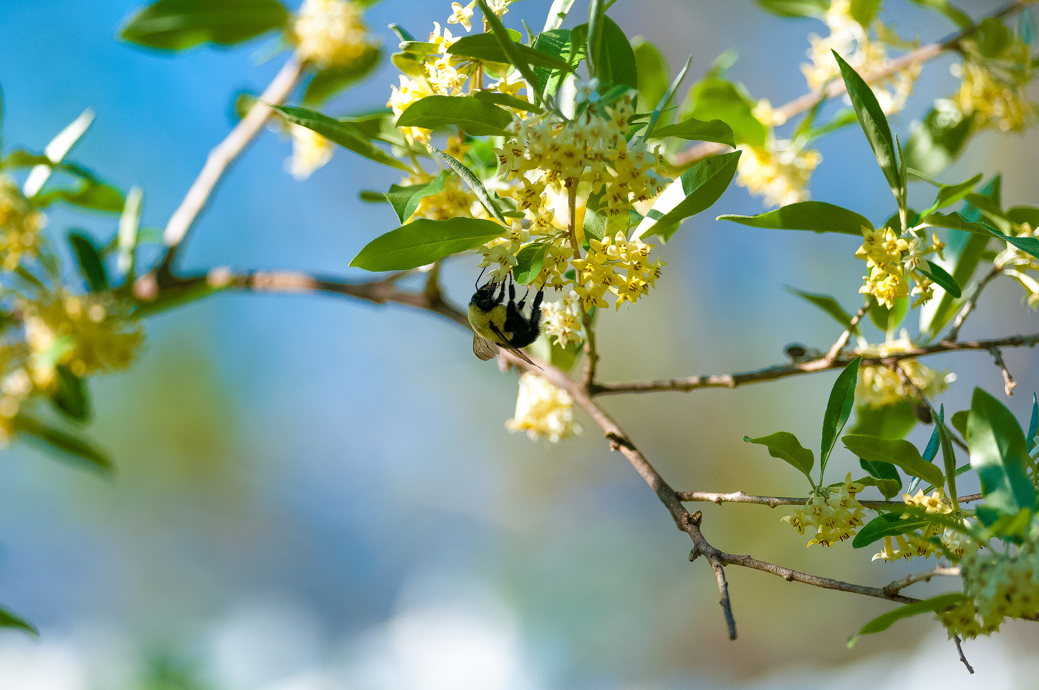 Nikon D300S + Nikon AF-S Nikkor 300mm F4D ED-IF sample photo. Spring blossom photography