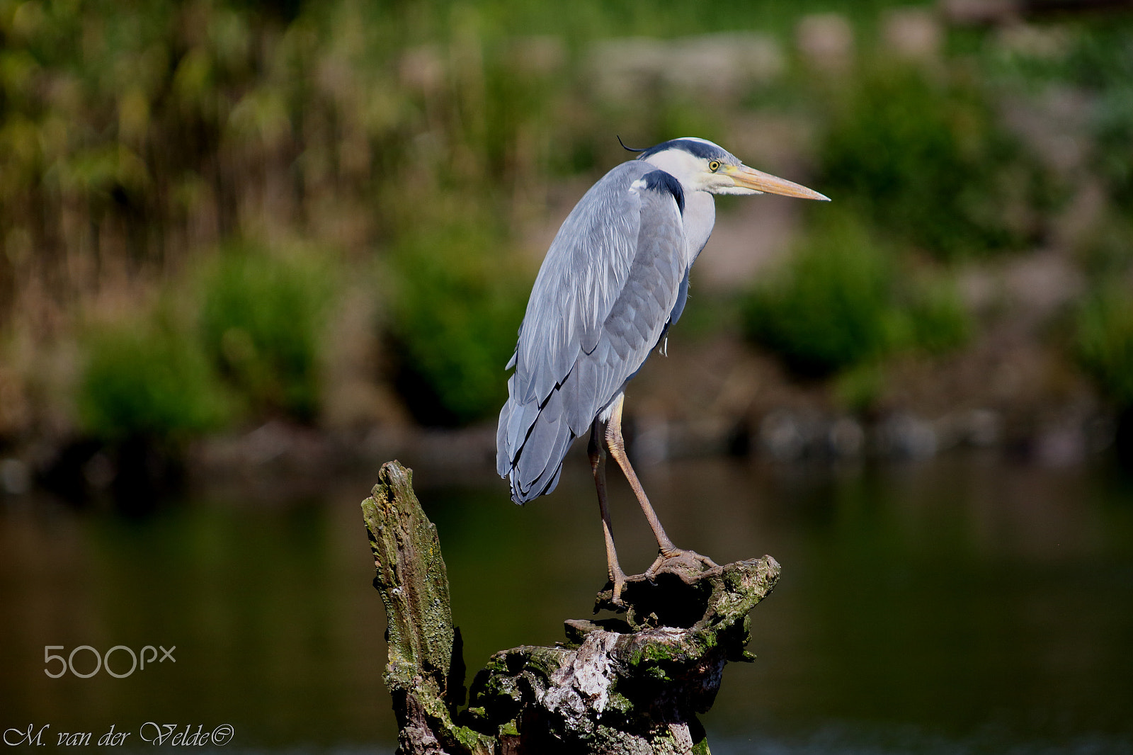 Canon EF 35-350mm F3.5-5.6L USM sample photo. The sunbating heron photography