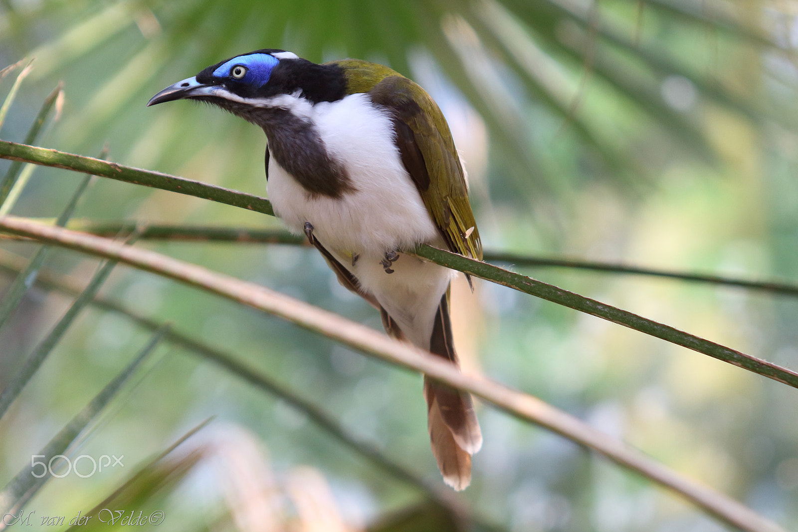 Canon EF 35-350mm F3.5-5.6L USM sample photo. Bird with the blue make-up photography