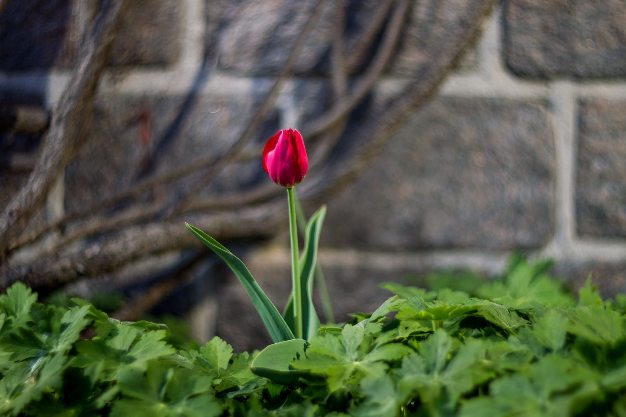 Canon EOS-1D Mark IV sample photo. Bokehworld photography