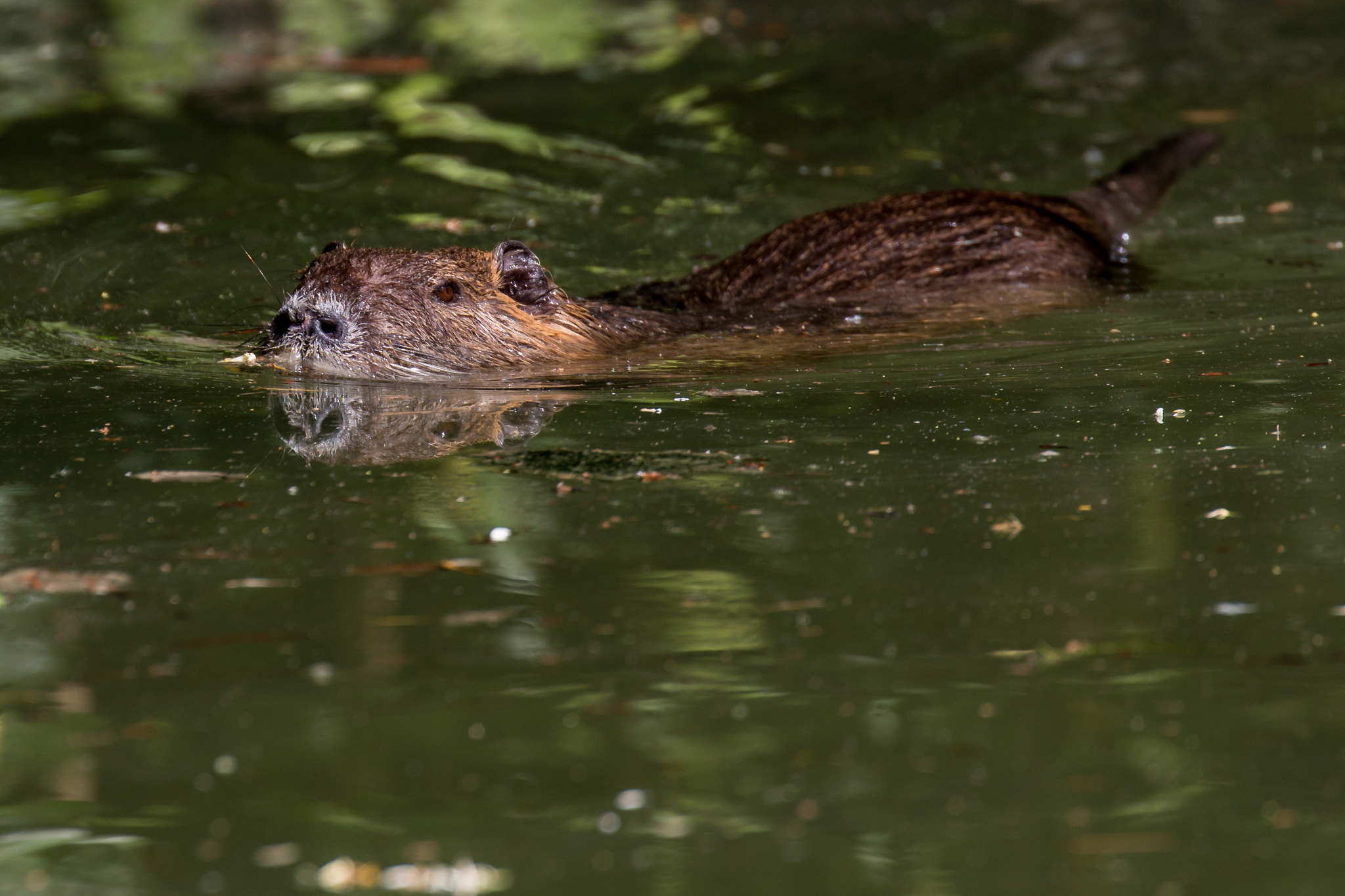 Canon EF 100-400mm F4.5-5.6L IS II USM sample photo. Swimming photography