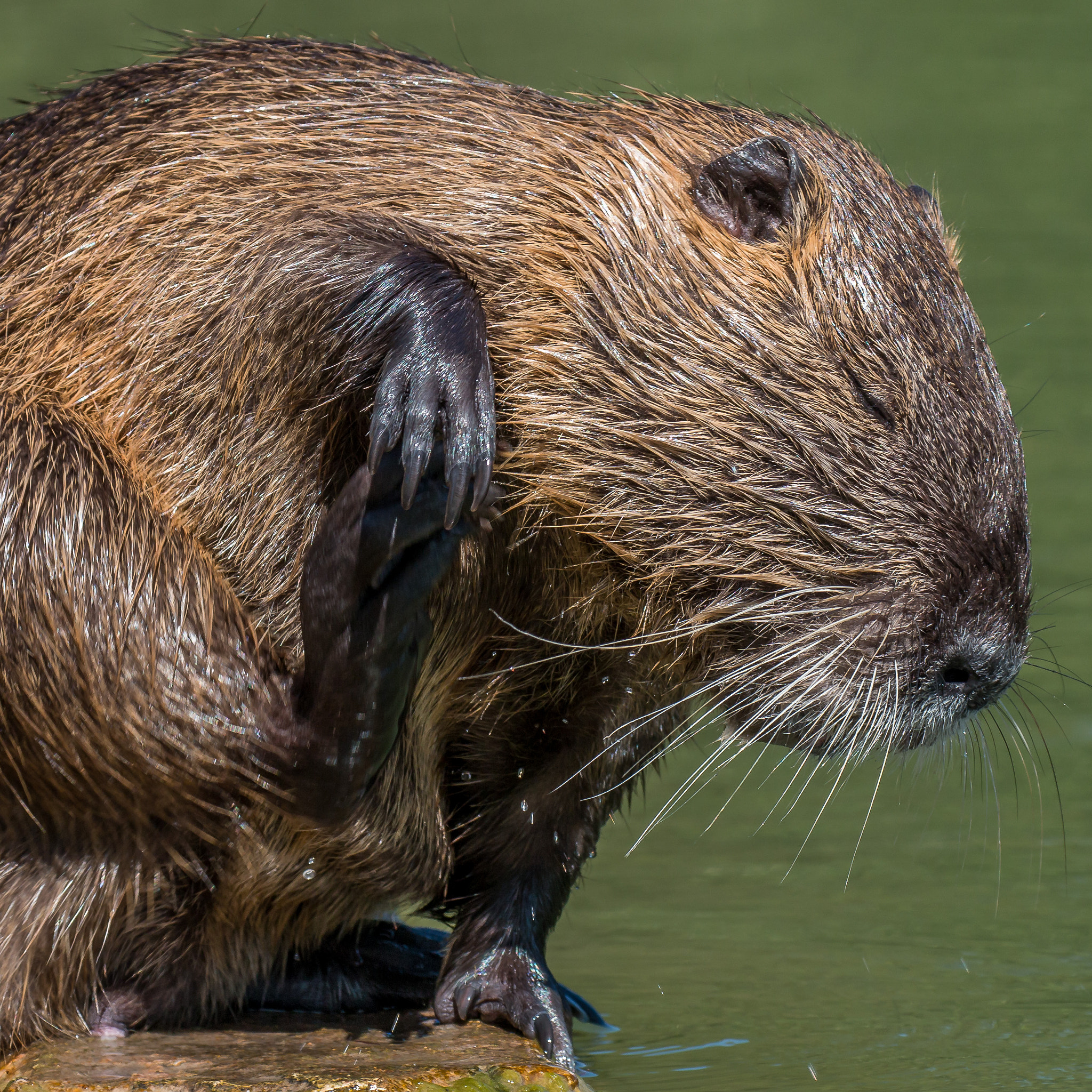 Canon EF 100-400mm F4.5-5.6L IS II USM sample photo. Ragondin photography