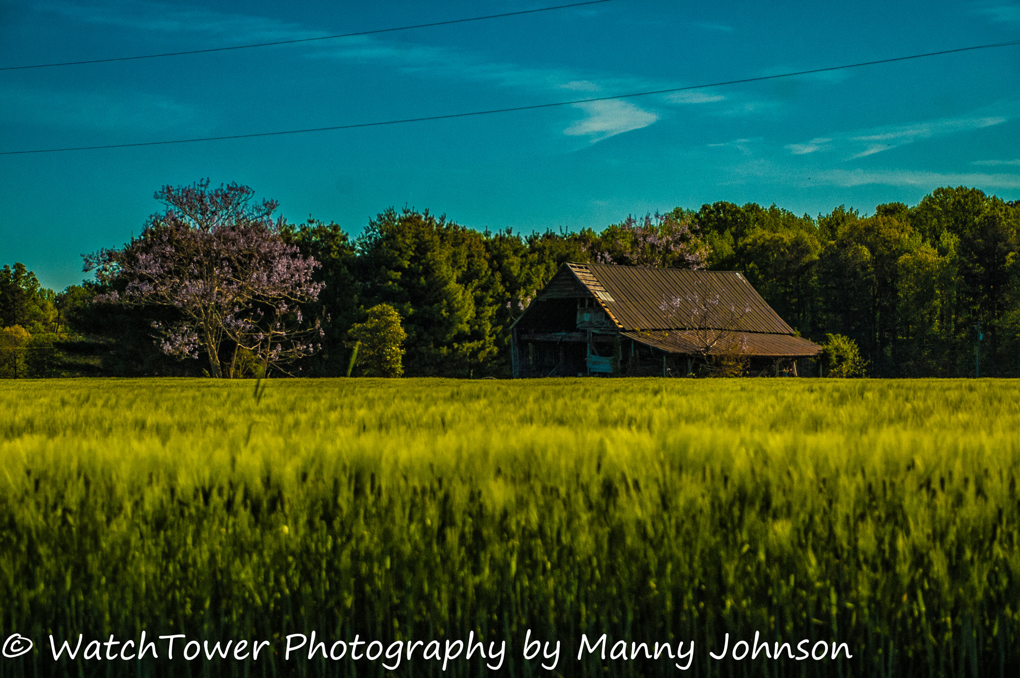 Nikon D50 sample photo. High grass photography