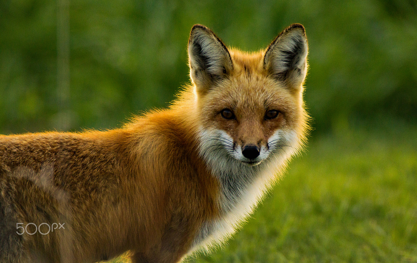 Tamron SP 150-600mm F5-6.3 Di VC USD sample photo. Red fox backlit photography