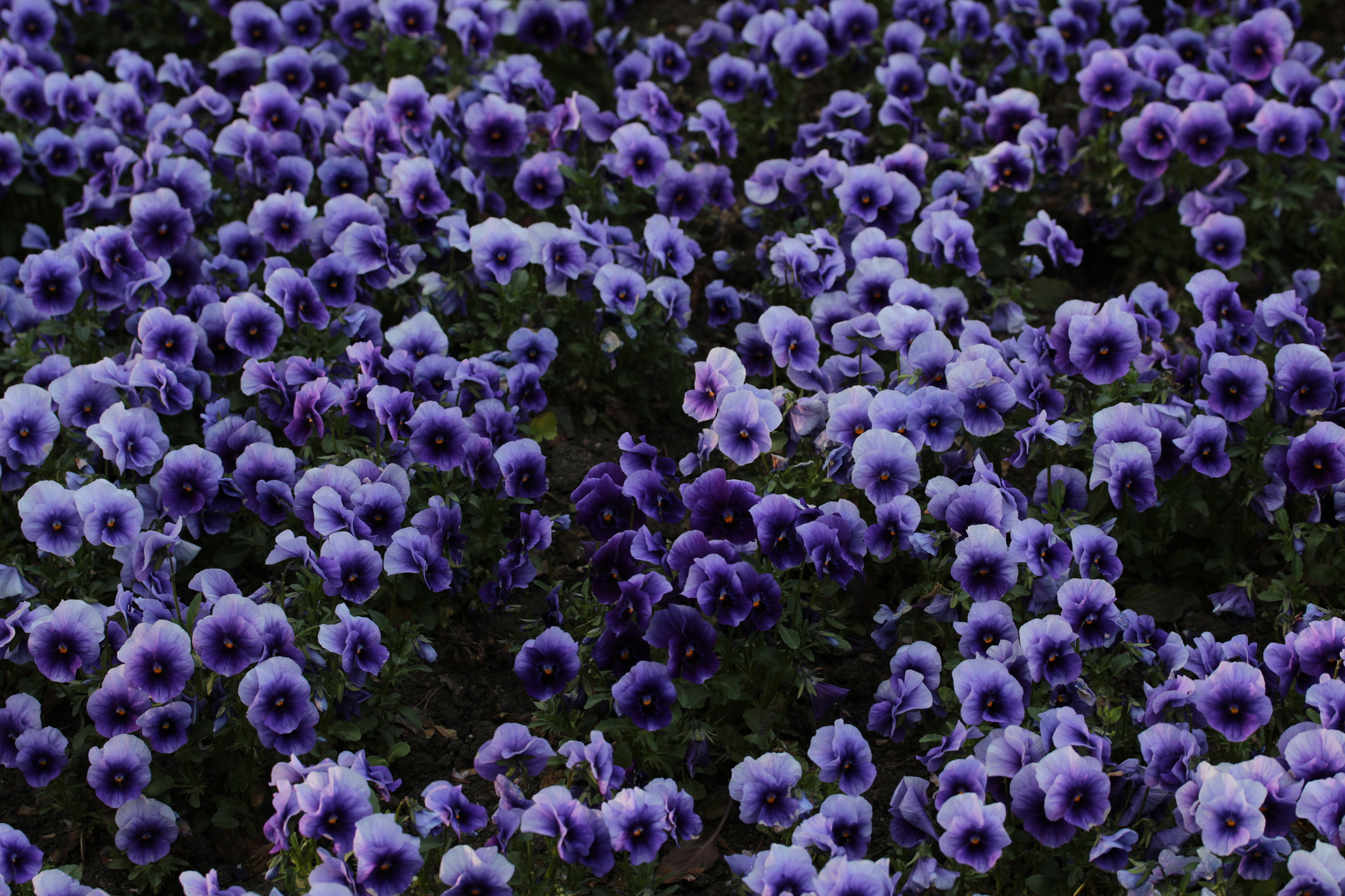 Canon EF-S 60mm F2.8 Macro USM sample photo. árvácska photography