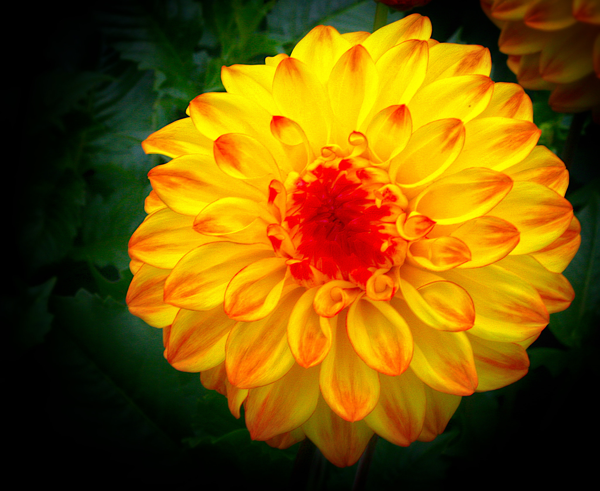 Canon EF 28-105mm f/3.5-4.5 USM sample photo. Yellow flower photography