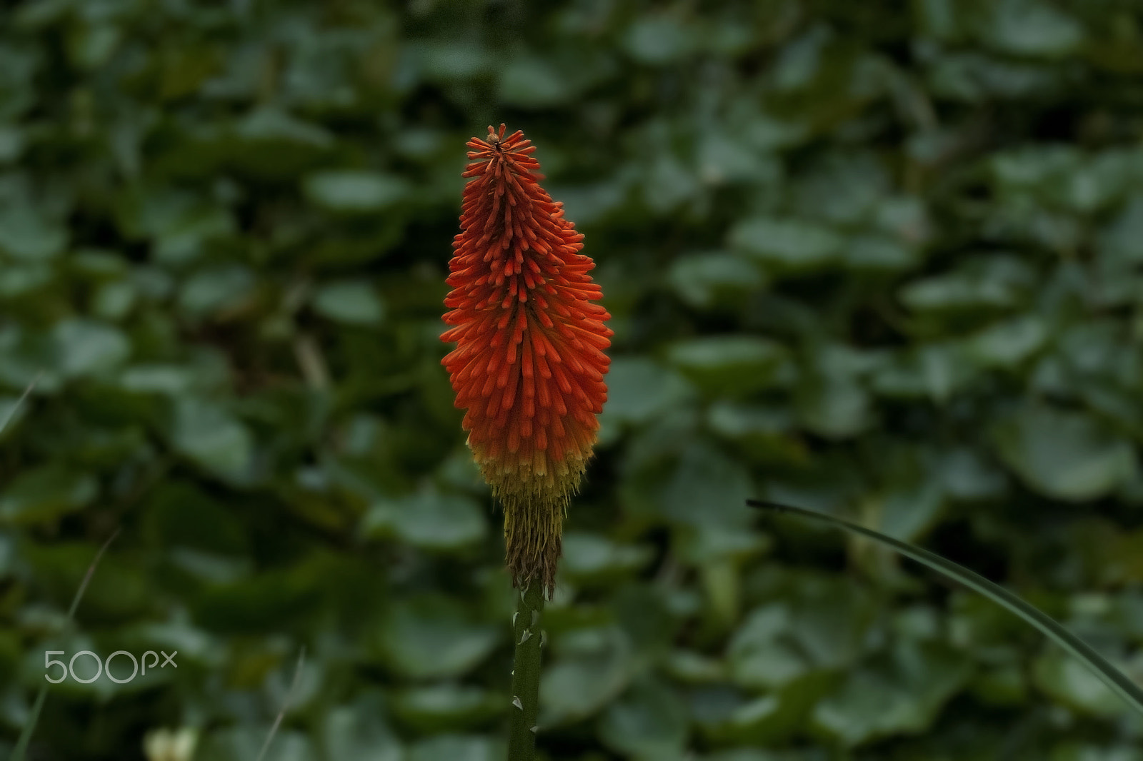 Nikon D80 sample photo. Lonely flower photography