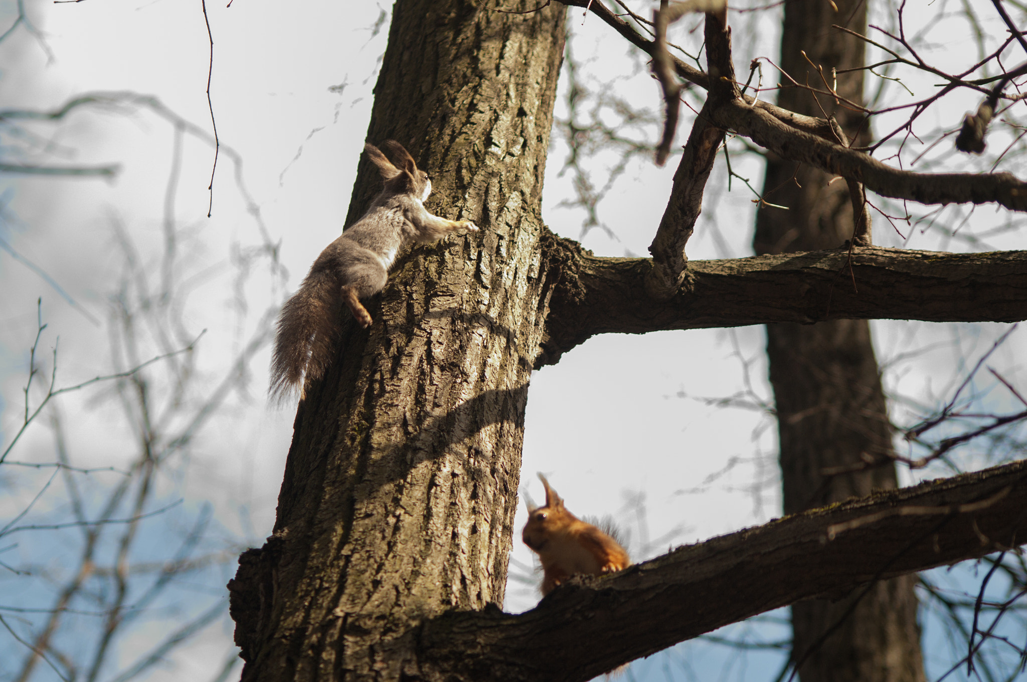 Pentax K-7 + Sigma sample photo. Squirrels photography