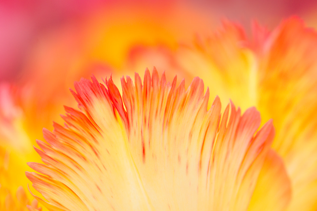 Sony Alpha DSLR-A550 + Sony 100mm F2.8 Macro sample photo. Explosion of colours photography