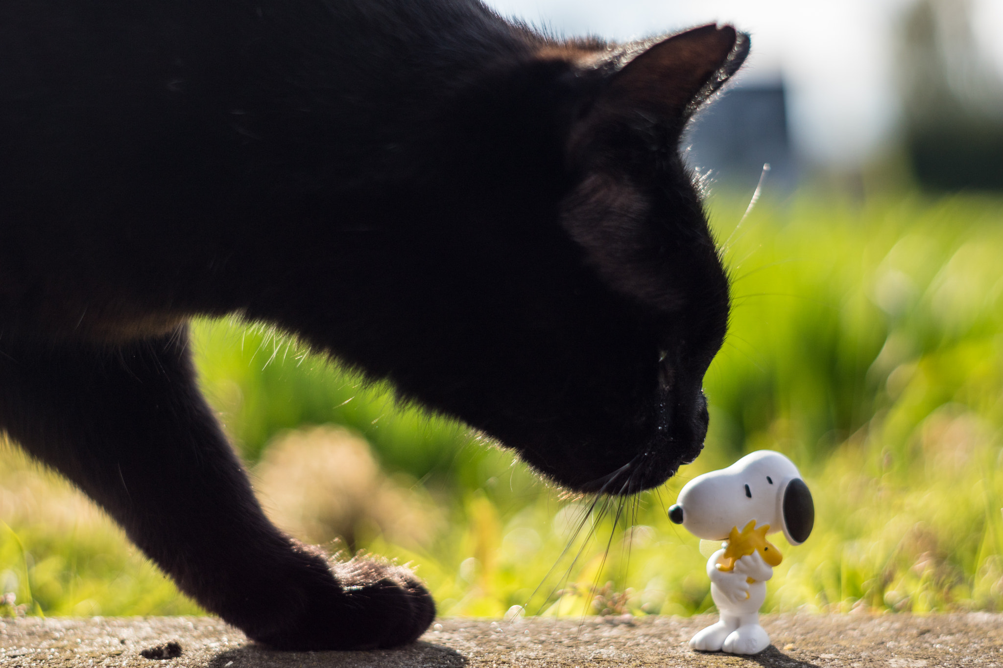 Sony ILCA-77M2 + Minolta AF 50mm F1.7 sample photo. Curiosity thanks god did´t kill the cat photography