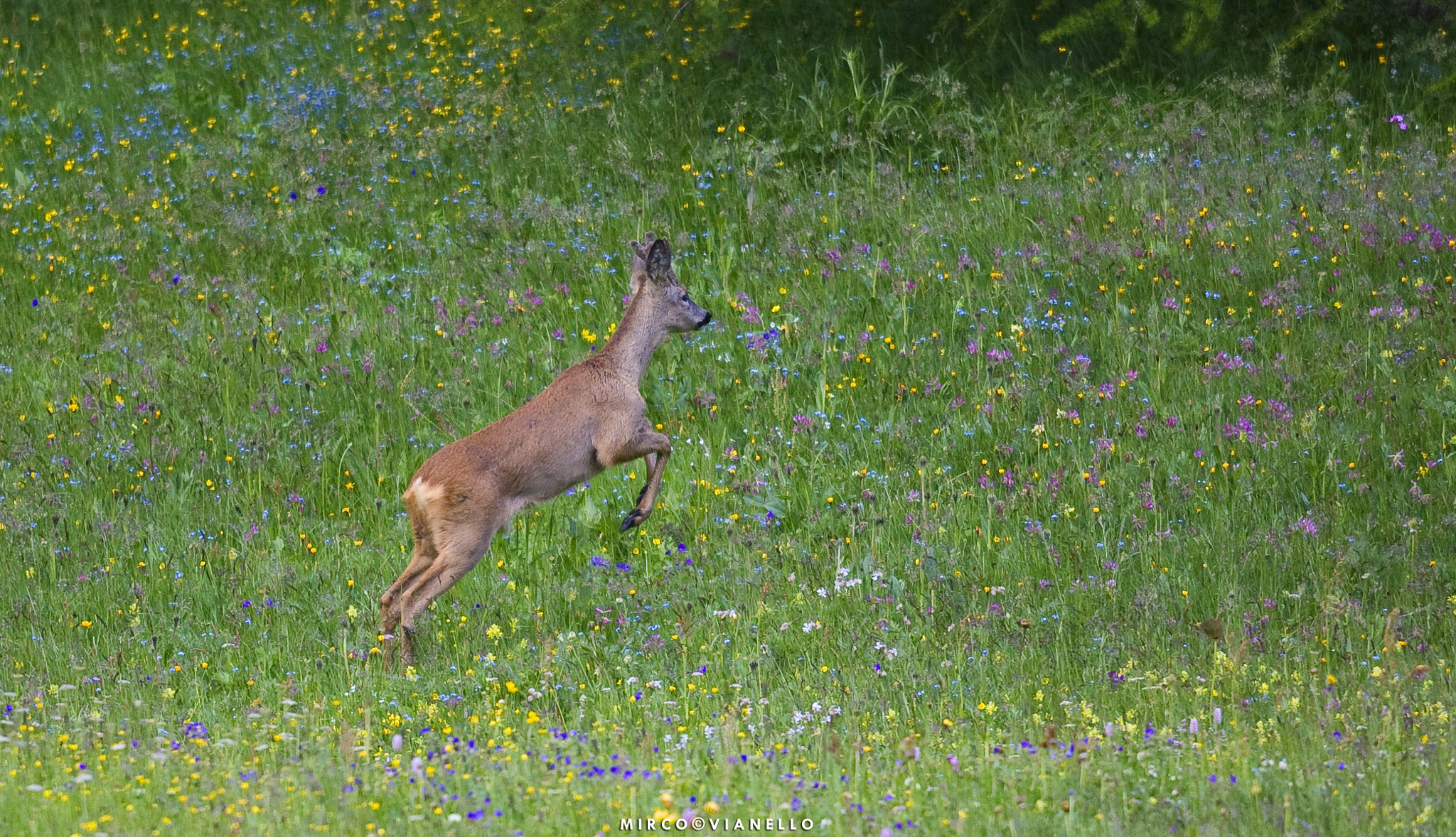 Nikon D3S + Nikon AF-S Nikkor 500mm F4G ED VR sample photo. Capriolino in velluto photography