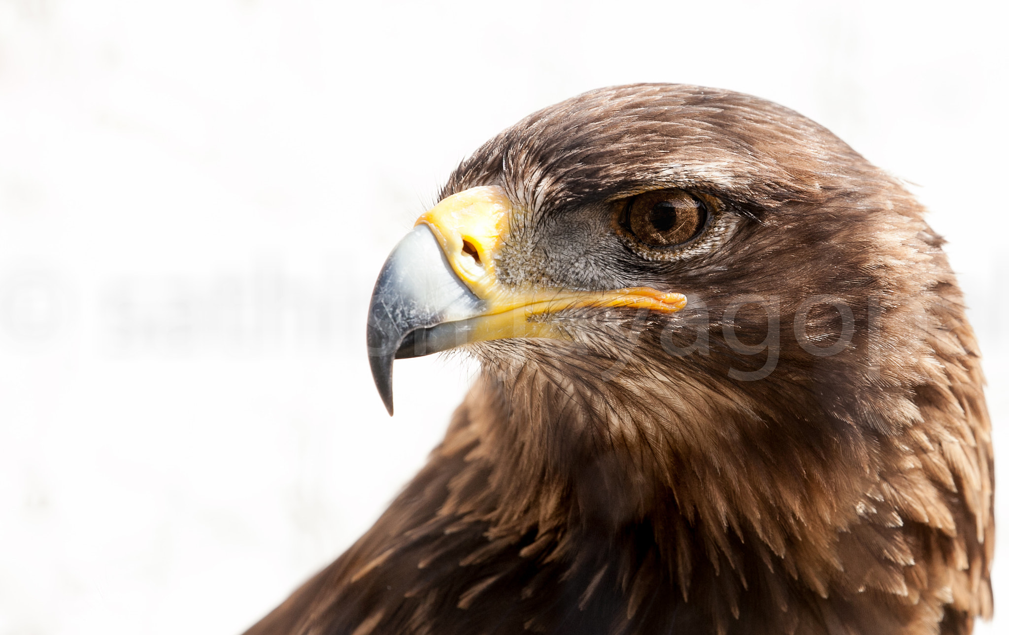 Canon EF 100-400mm F4.5-5.6L IS II USM sample photo. Eagle photography