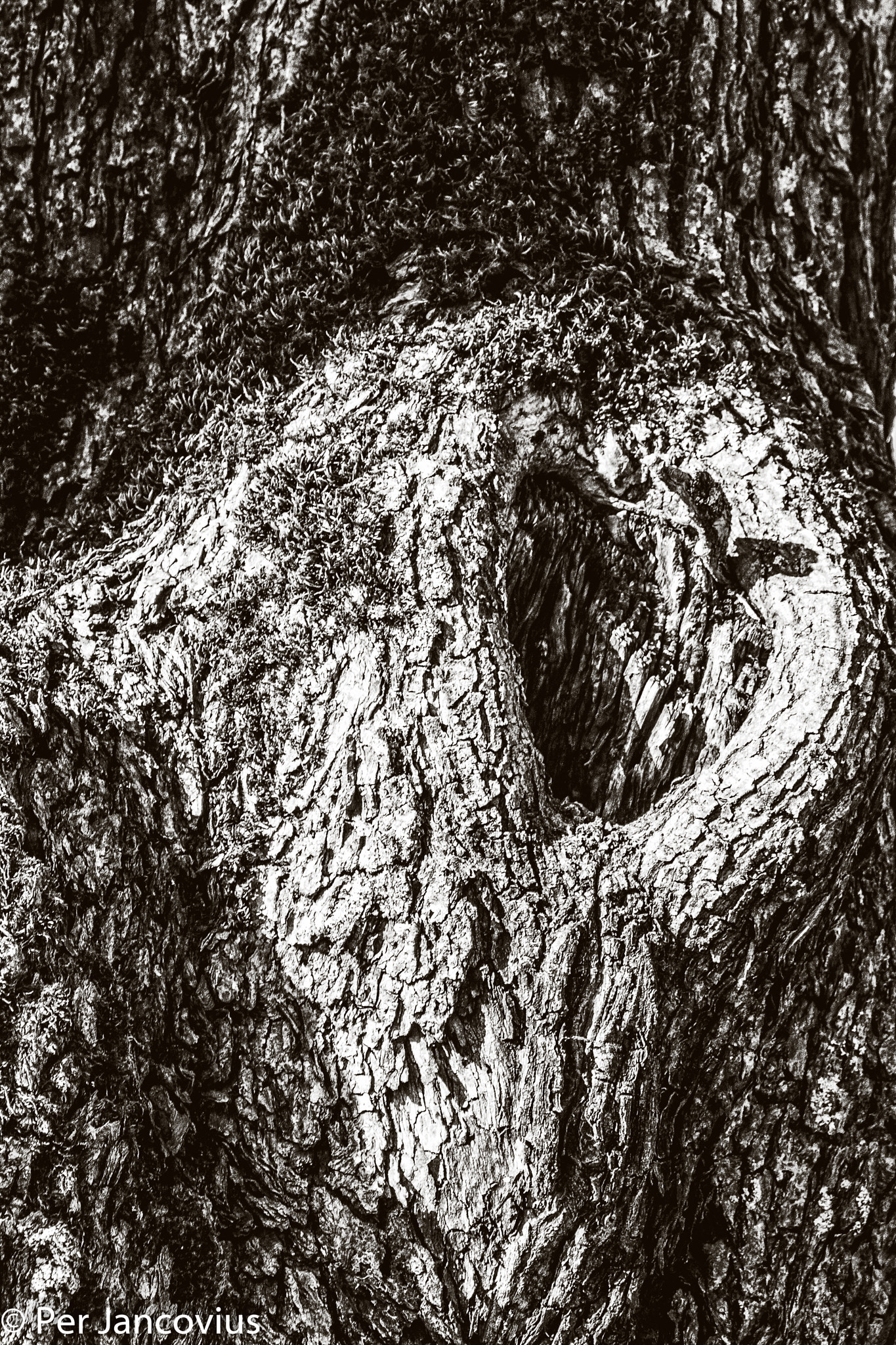 Canon EOS 40D + Tamron AF 28-300mm F3.5-6.3 XR Di VC LD Aspherical (IF) Macro sample photo. Tree trunk photography