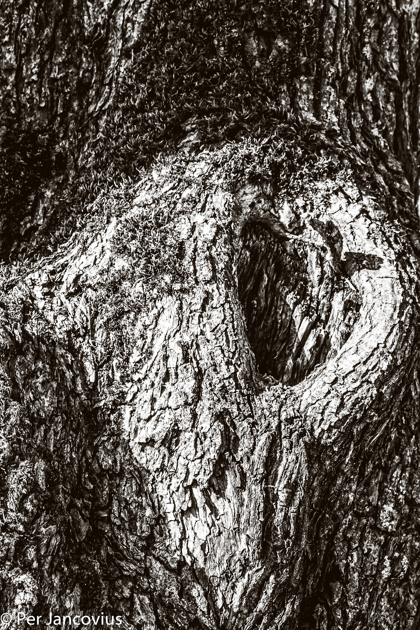 Canon EOS 40D sample photo. Tree trunk photography