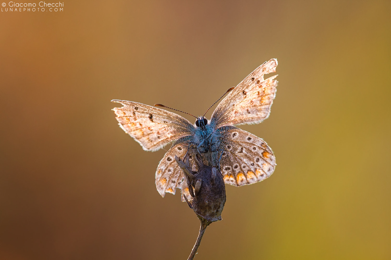 Canon EF 180mm F3.5L Macro USM sample photo. Anything is wonderful photography
