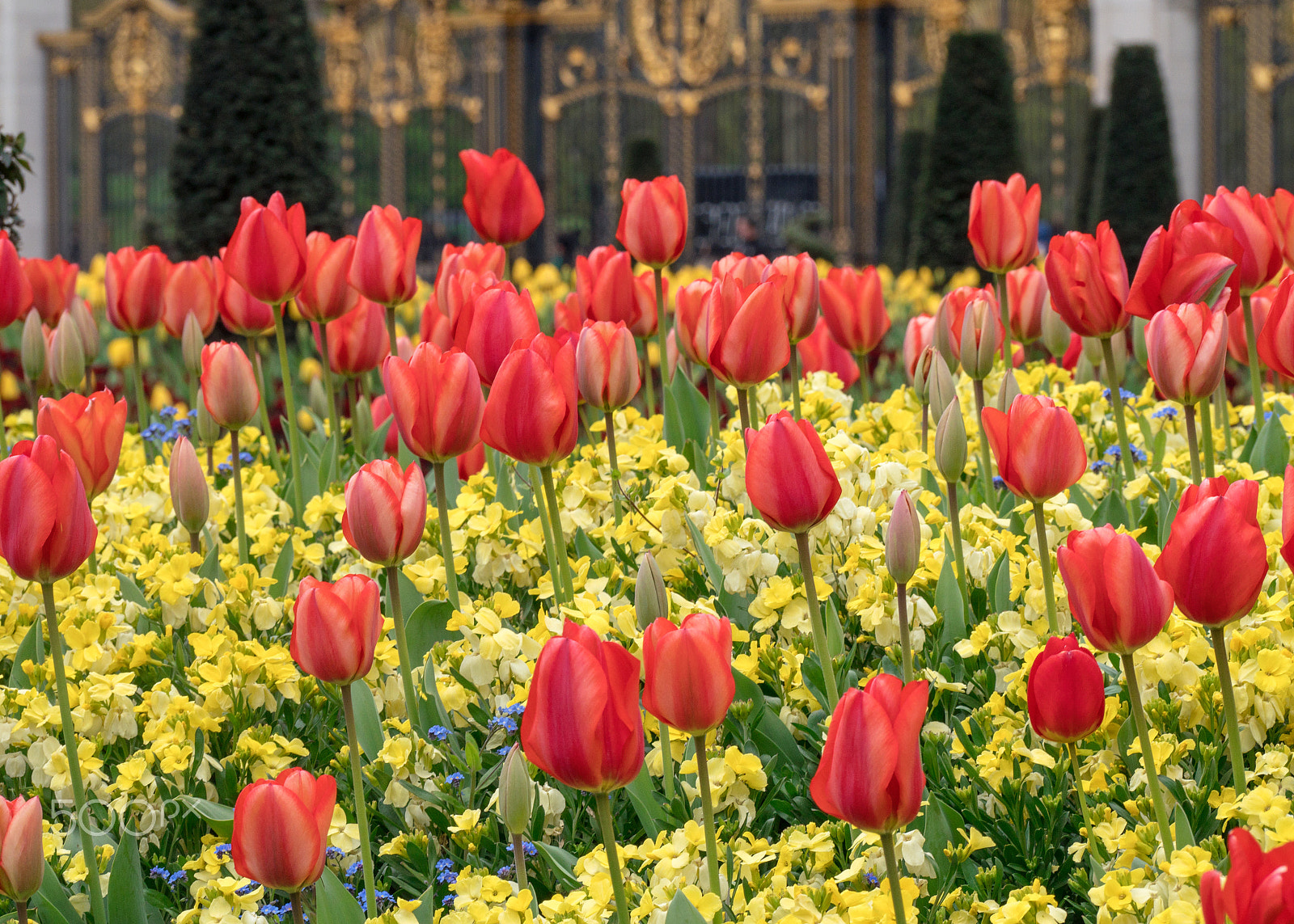 Panasonic Lumix DMC-GX8 sample photo. Spring tulips #2 photography