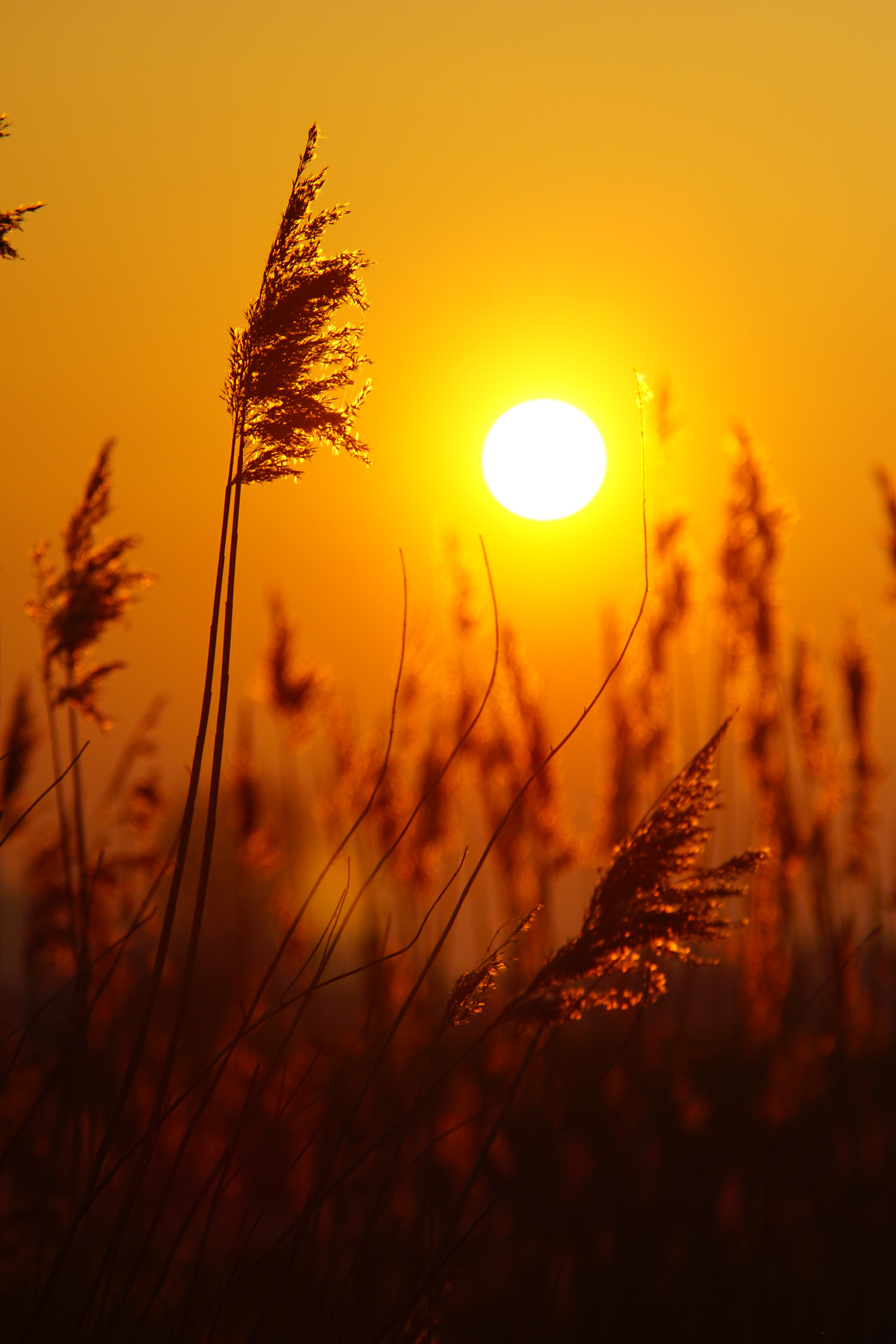 Minolta AF 80-200mm F2.8 HS-APO G sample photo. Sunset photography