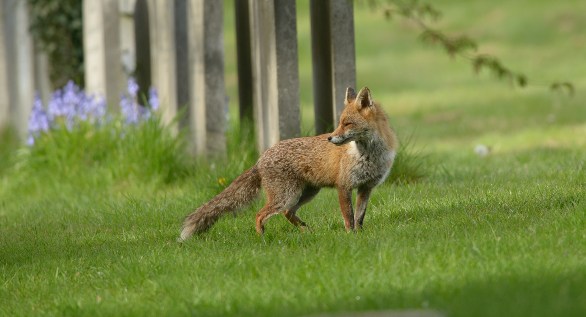 AF-S Nikkor 300mm f/2.8D IF-ED II sample photo. Foxy photography