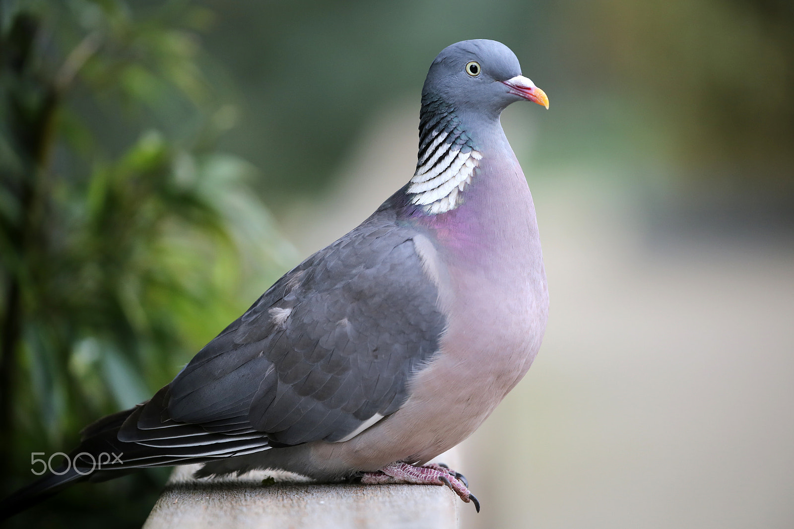 Canon EF 100-400mm F4.5-5.6L IS II USM sample photo. Ringdove photography