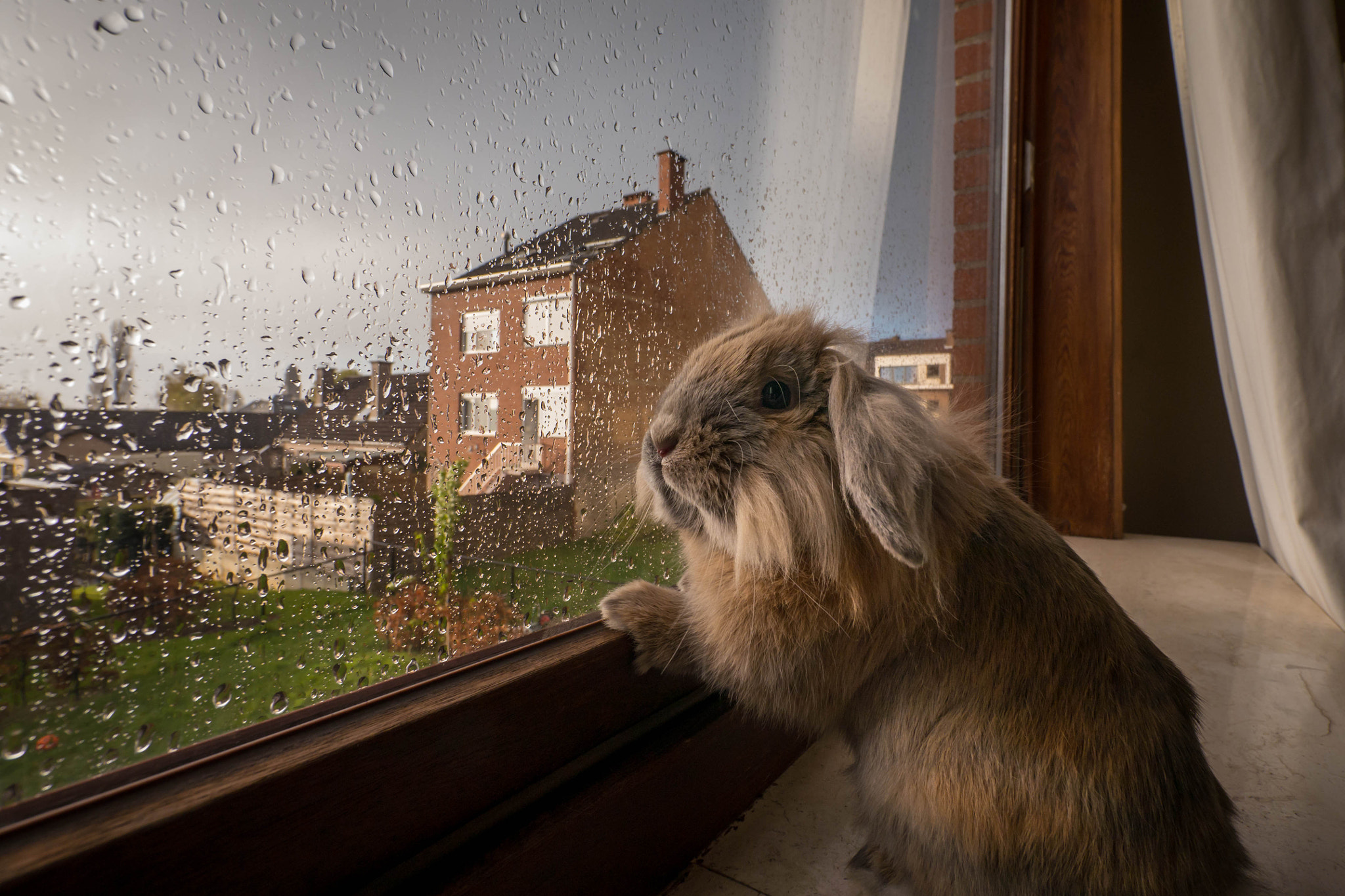 Panasonic Lumix DMC-G5 + Panasonic Lumix G Vario 7-14mm F4 ASPH sample photo. Bunny blues photography