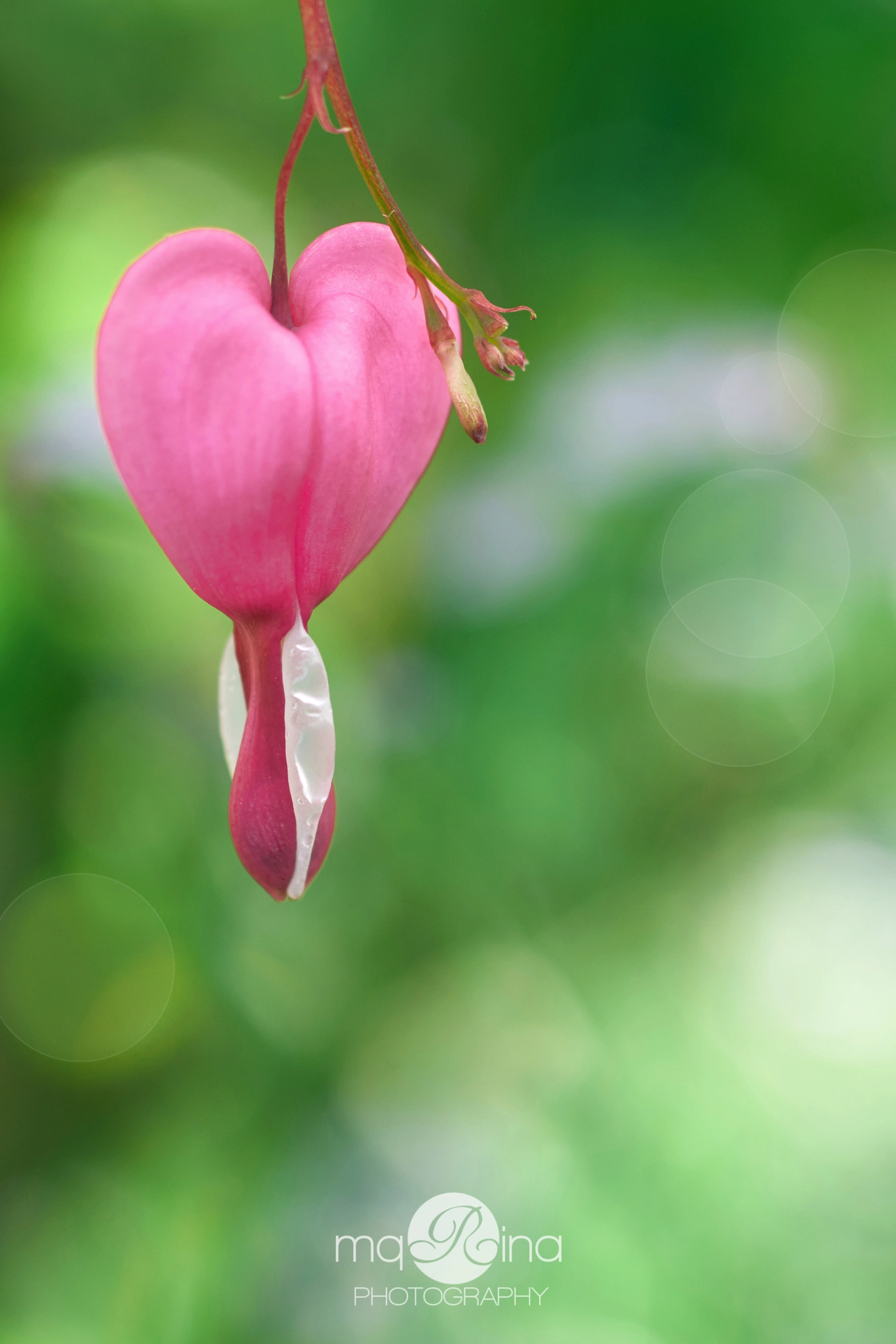 Sony SLT-A35 + MACRO 50mm F2.8 sample photo. Bleeding heart photography