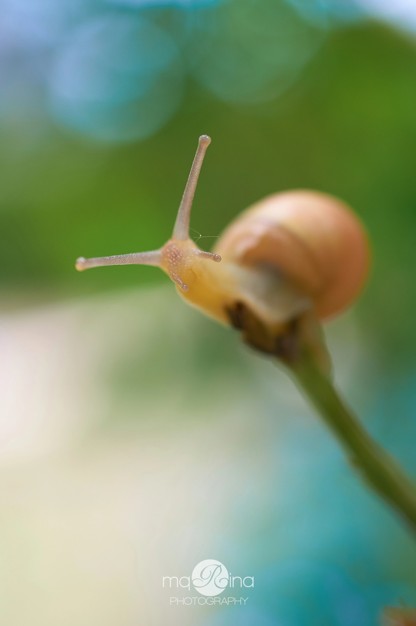 MACRO 50mm F2.8 sample photo. Get wise photography