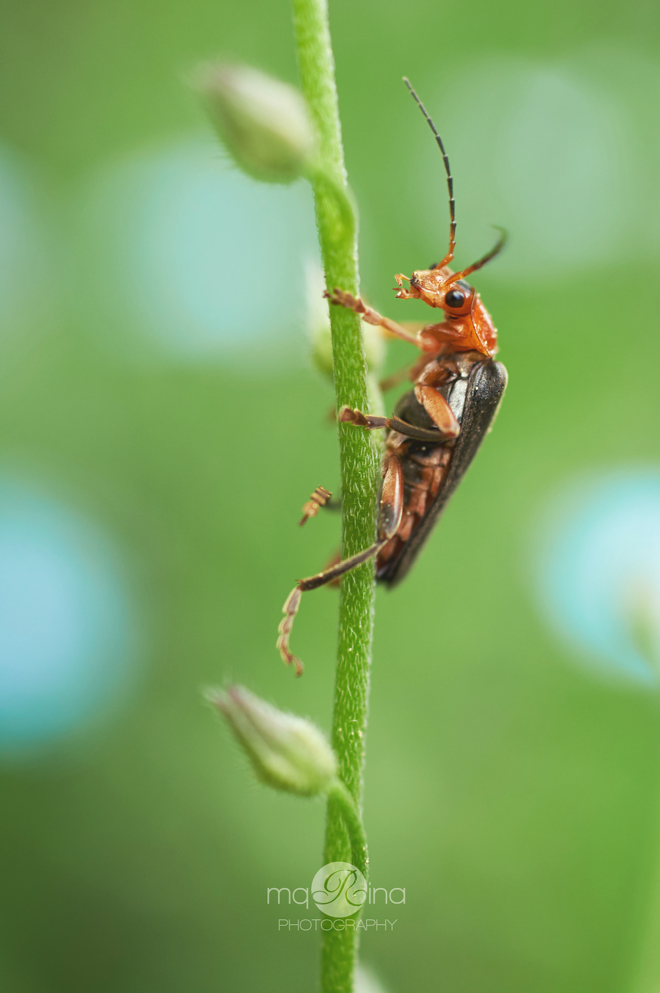 Sony SLT-A35 + MACRO 50mm F2.8 sample photo. Cantharis livida photography