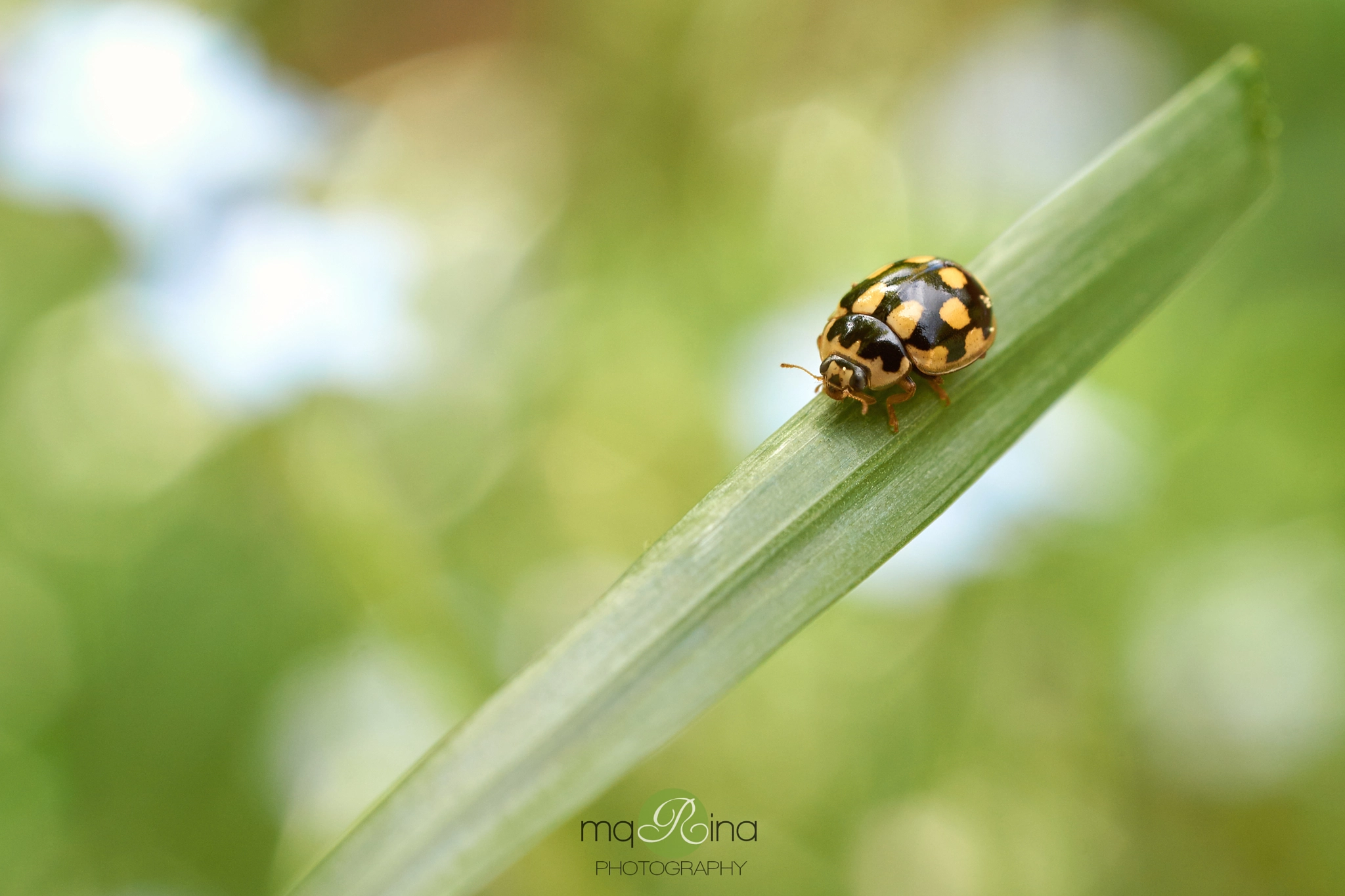 Sony SLT-A35 + MACRO 50mm F2.8 sample photo. Propylea quatuordecimpunctata photography