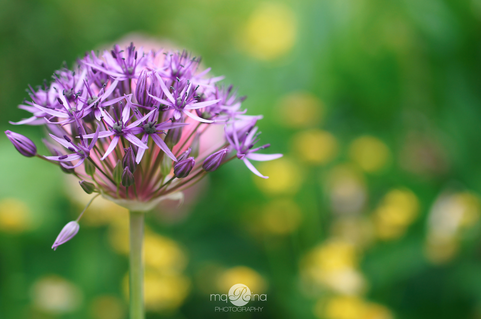 MACRO 50mm F2.8 sample photo. Flowers don't worry... photography