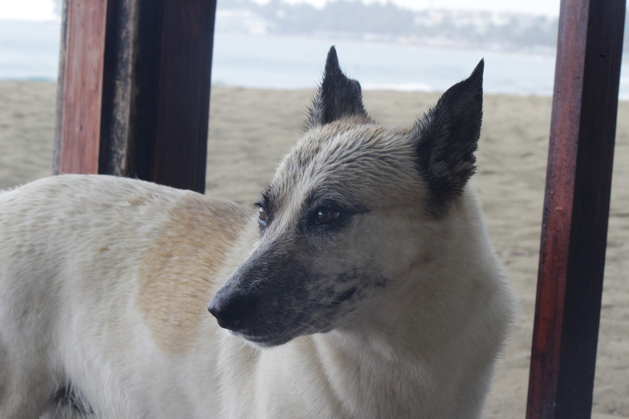 Canon EF-S 55-250mm F4-5.6 IS sample photo. Man's best friend photography