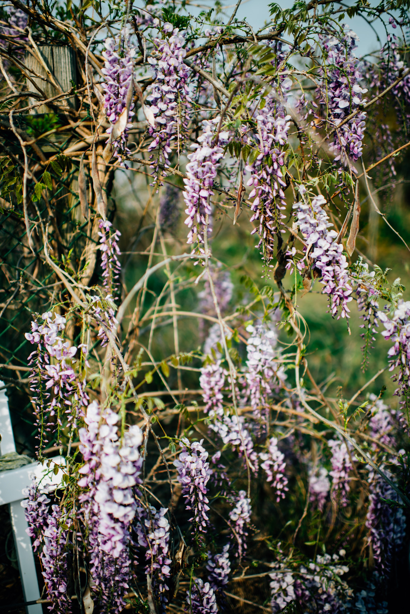 Nikon D600 + Nikon AF-S Nikkor 35mm F1.4G sample photo. Purple flowers photography