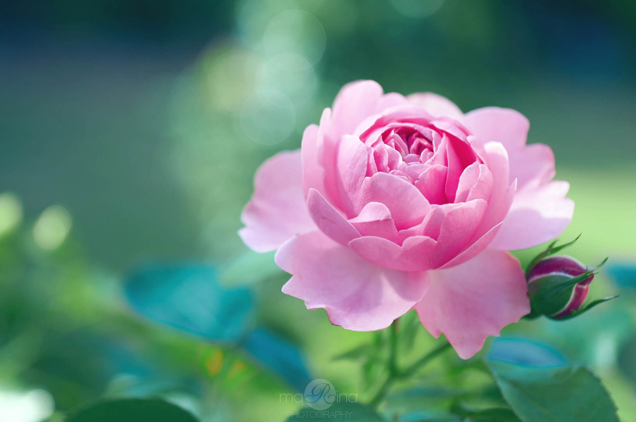 MACRO 50mm F2.8 sample photo. Leonardo da vinchi rose photography