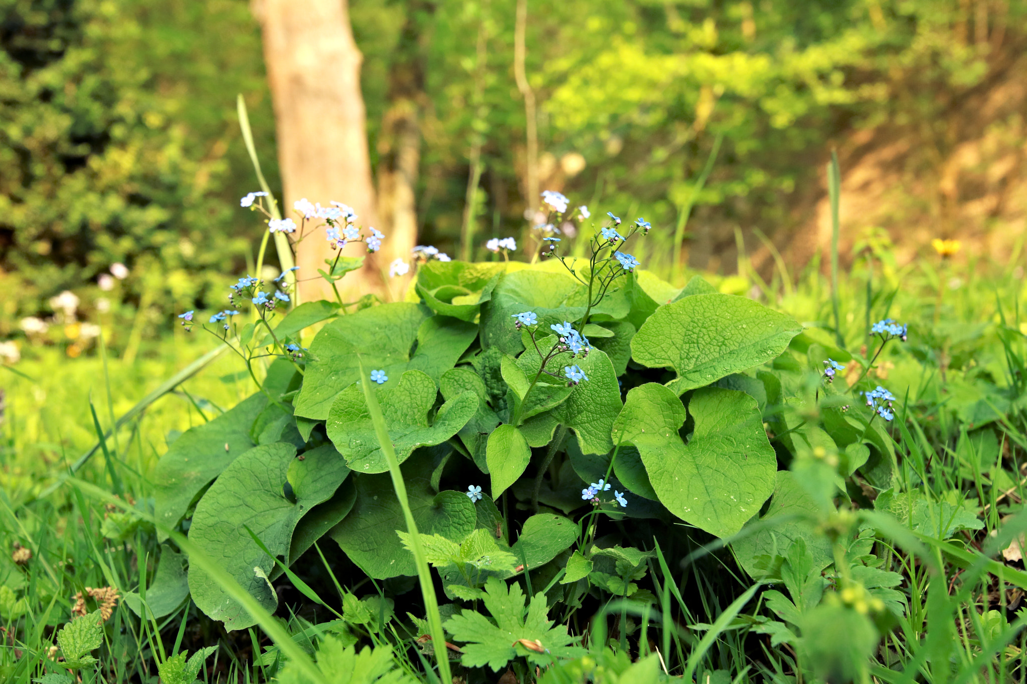 Canon EOS 750D (EOS Rebel T6i / EOS Kiss X8i) sample photo. Springtime5 photography