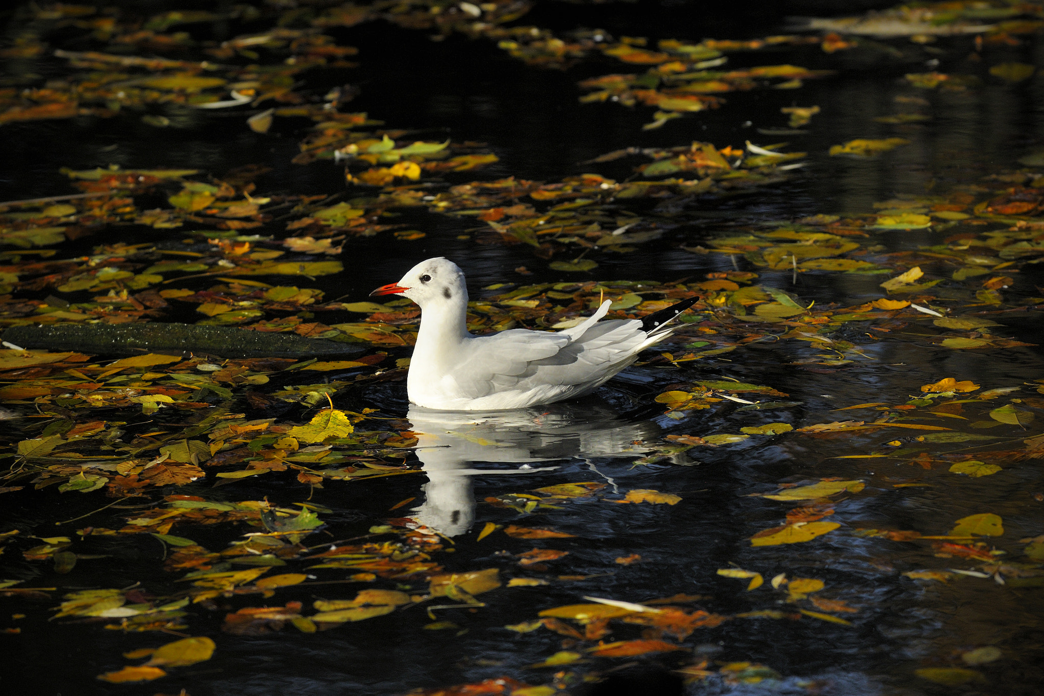 Nikon D3X sample photo. So lonely in pond photography