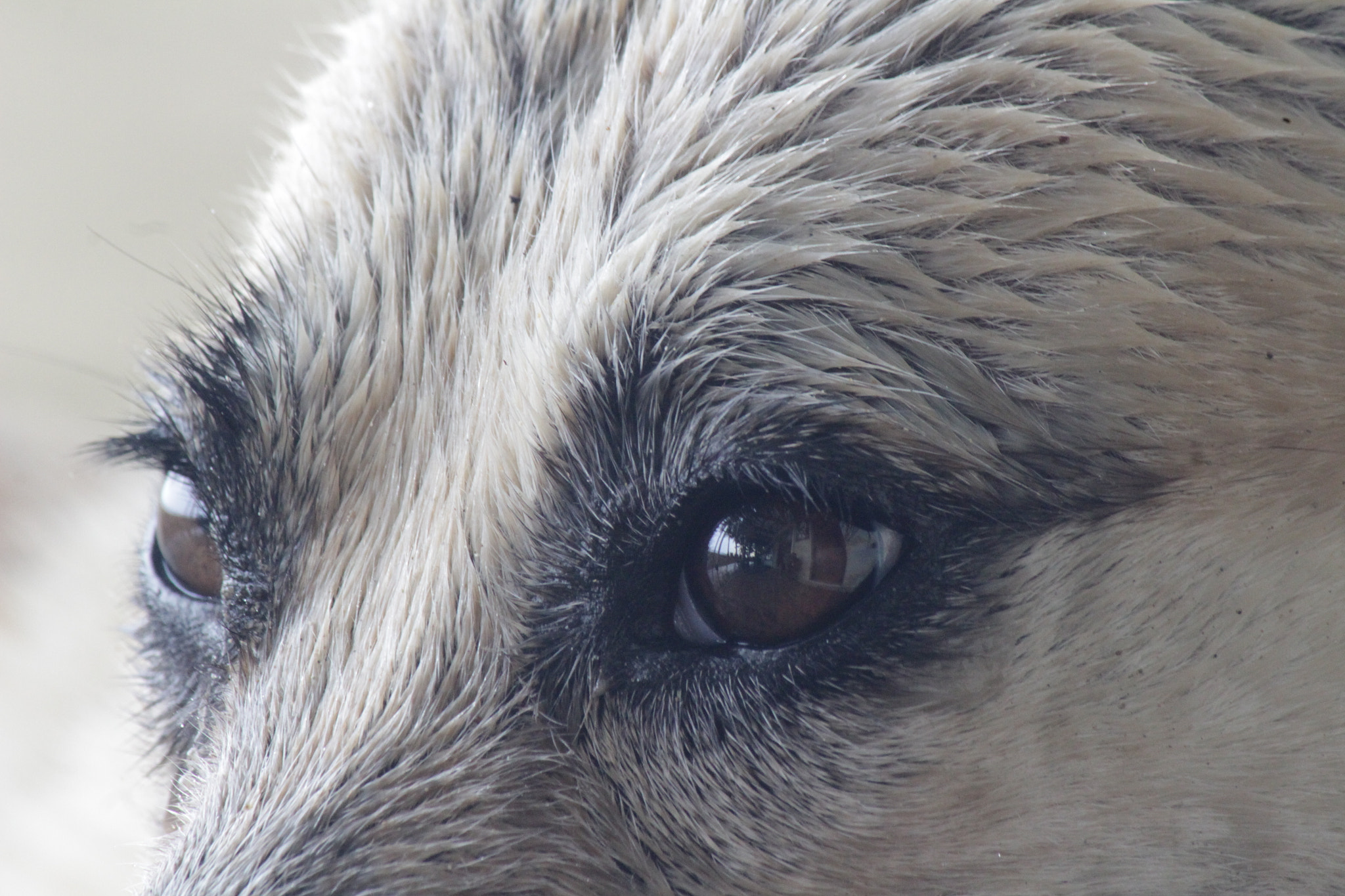 Canon EF-S 55-250mm F4-5.6 IS sample photo. Eyes of the man's best friend photography