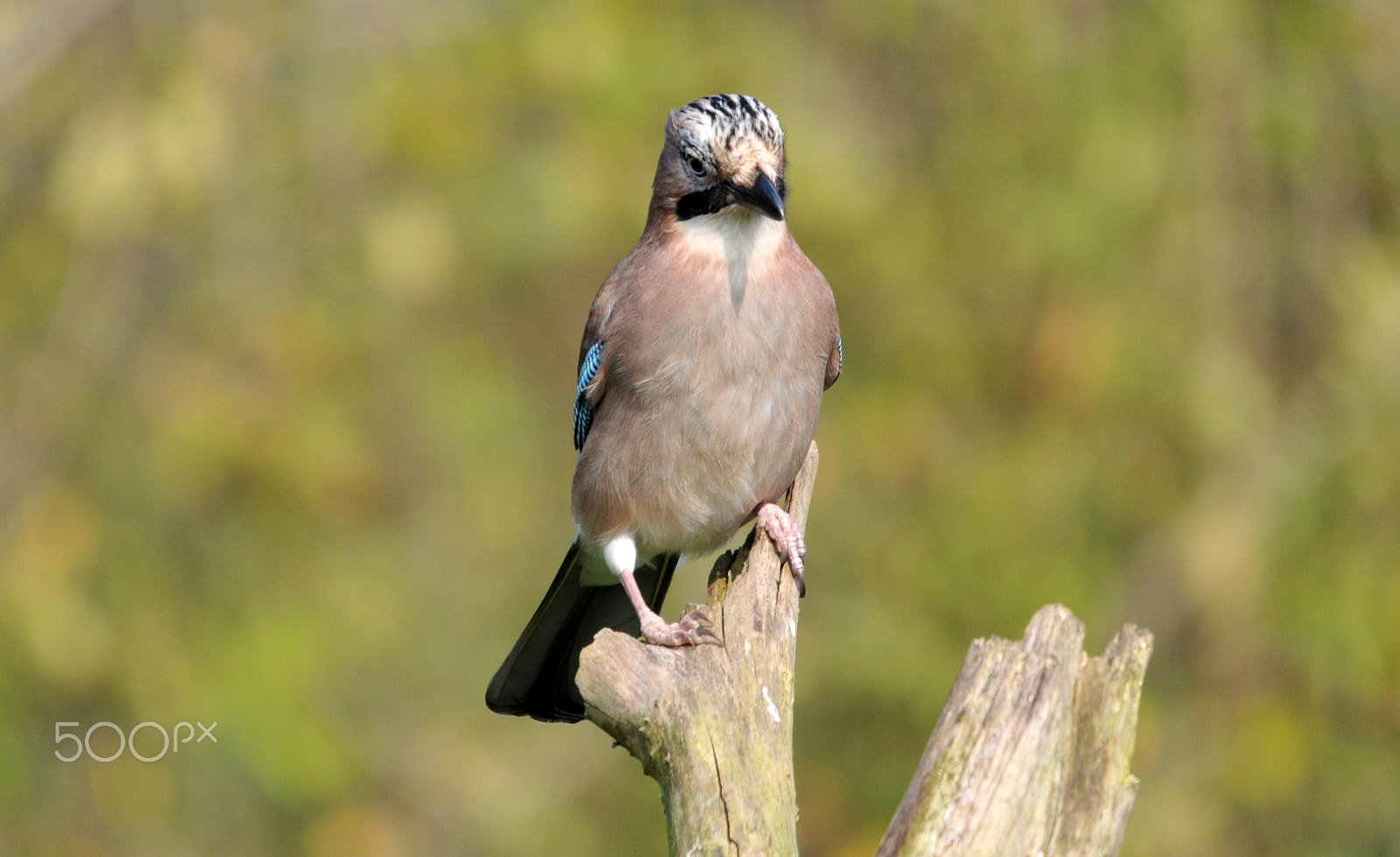 Sigma 120-400mm F4.5-5.6 DG OS HSM sample photo. Bird photography