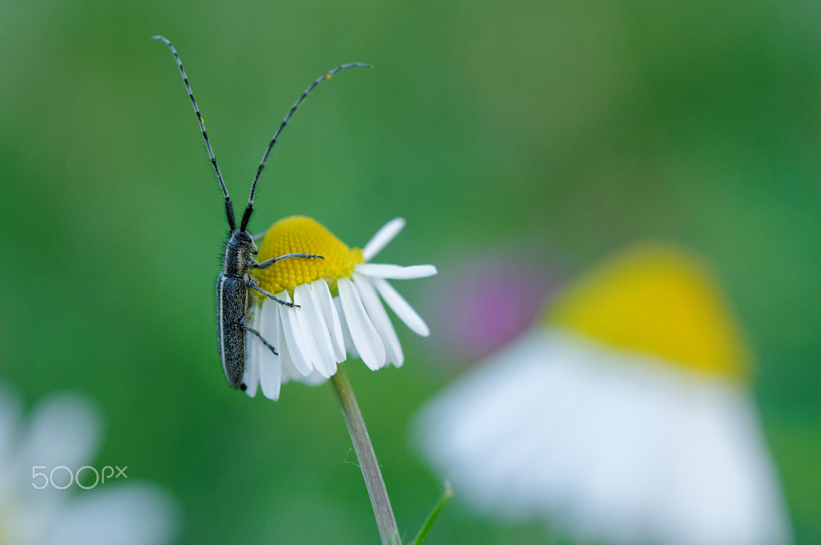 Nikon AF-S Micro-Nikkor 60mm F2.8G ED sample photo. Cerambicidae photography