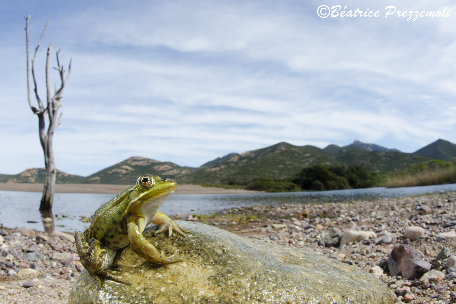 Nikon D7000 + Sigma 15mm F2.8 EX DG Diagonal Fisheye sample photo. Rana lessonae photography