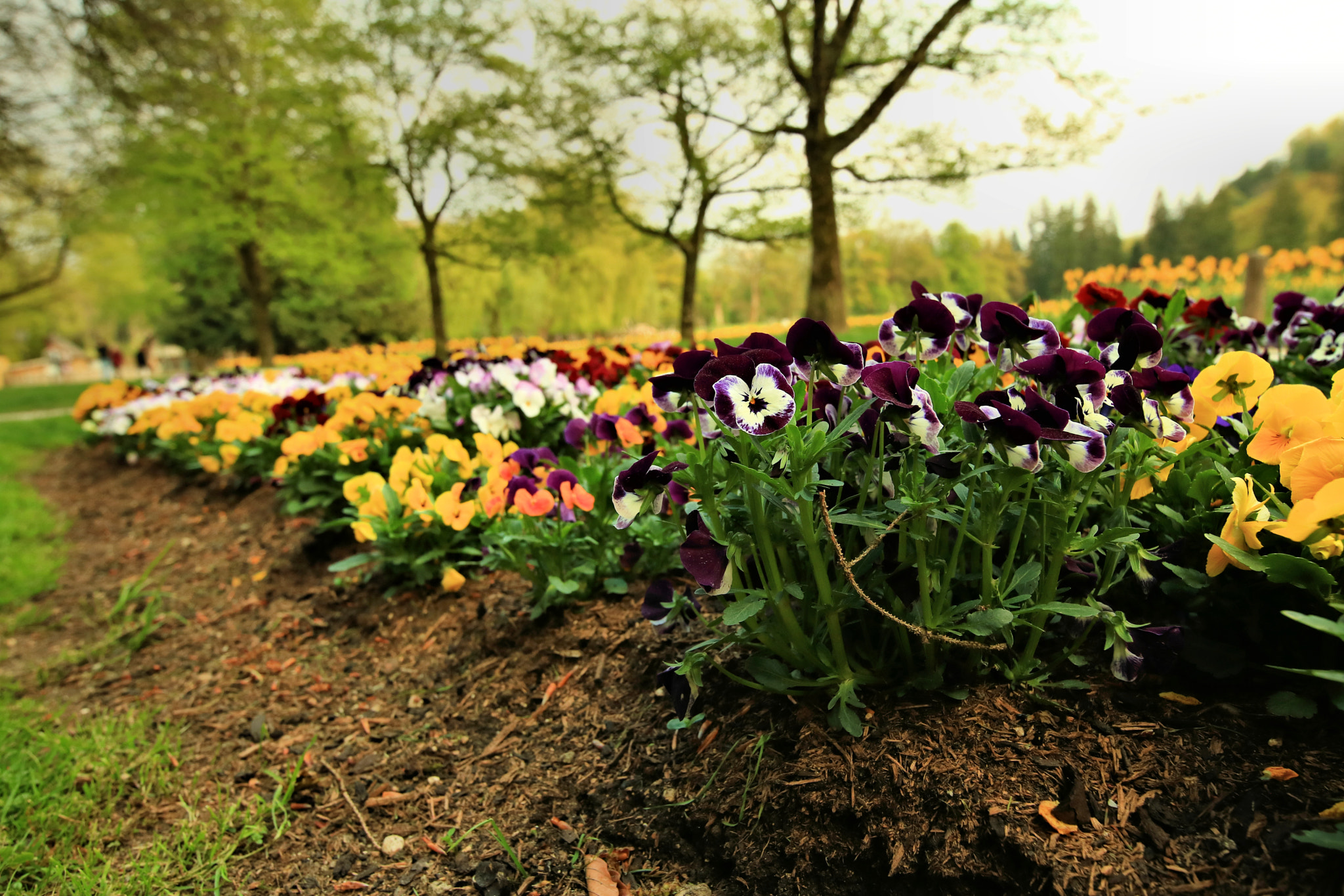 Canon EOS 750D (EOS Rebel T6i / EOS Kiss X8i) sample photo. Springtime7 photography