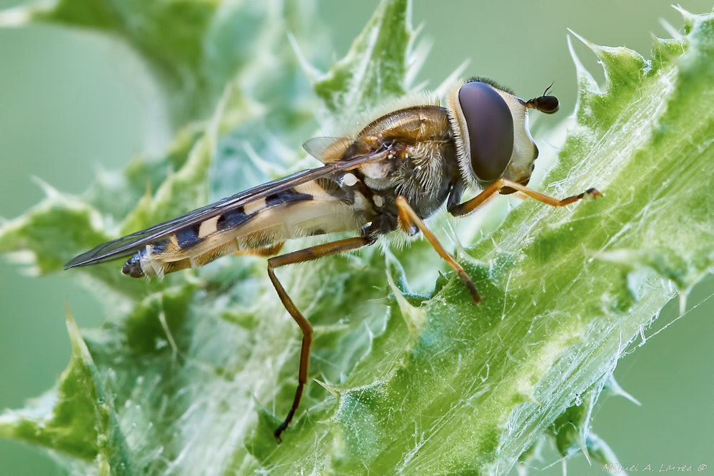 Sony ILCA-77M2 sample photo. Hoverfly photography