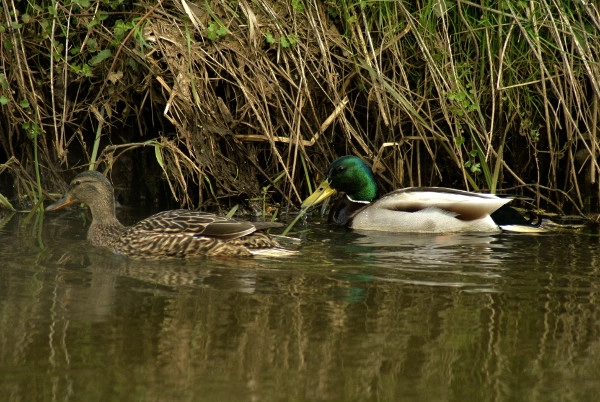 Sony Alpha DSLR-A200 + Minolta AF 100-300mm F4.5-5.6 sample photo. Krzyżówka  (anas platyrhynchus) photography