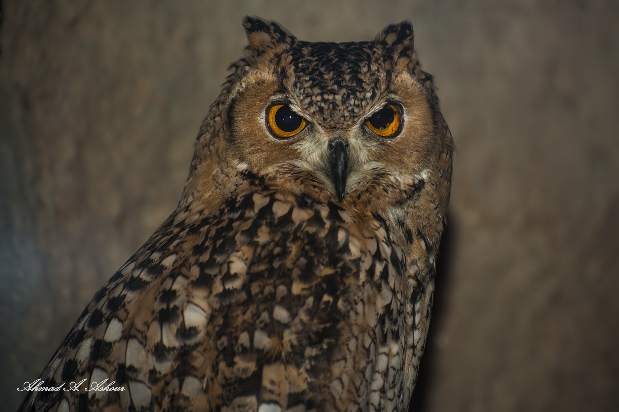 Nikon D3X sample photo. No kidding  photography